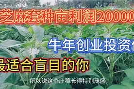 乡村振兴计划太火爆了，发展药材套种技术，亩利润20000元以上视频封面