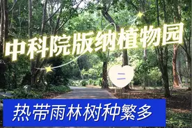 慢游西双版纳中科院植物园是个科普知识开眼界的好地方。必打卡处