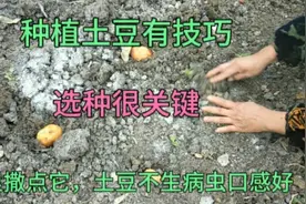 立春后种土豆，这样切一刀，后期土豆个头大成窝结，一棵抵十棵视频封面