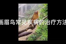 画眉鸟常见疾病的治疗方法视频封面