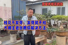 春天桂花迟迟不发芽，发芽就干枯，莒县大棚主老张教你解决方法视频封面