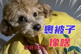 泰迪狗被主人用被子裹住，无法动弹，就像个婴儿宝宝视频封面