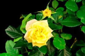 一首经典老歌《黄玫瑰》，歌声优美，景色迷人！越听越……视频封面