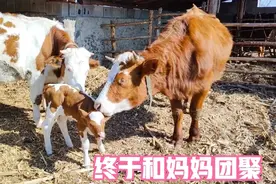早产小牛在屋里养了半个月，终于和牛妈妈团聚，还和孩子成了玩伴视频封面