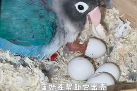 小鹦鹉经过24天的孵化终于出壳了，母鸟迫不及待的给它喂食视频封面