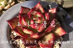 分享我养护多肉视频，最大收获是能结实志同道合的朋友，特别开心视频封面