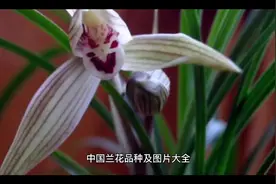 中国兰花品种大全视频封面