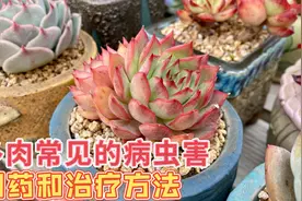 今天给你推荐治疗多肉常见病虫害的必备药物，你一定要记得收藏视频封面