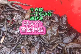 今天抓林蛙雪蛤，放了一个最小的越冬库，这是最先进的抓捕方法视频封面