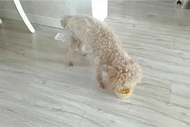 狗狗毫无征兆咳嗽甘草片阿莫西林治疗效果好