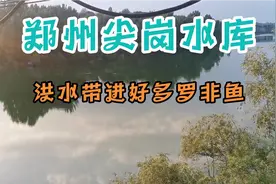 郑州尖岗水库罗非鱼泛滥，严重危害本地鱼资源，钓鱼人出征除害吧视频封面