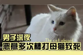 男子深夜恶意多次棒打母猫致死视频封面