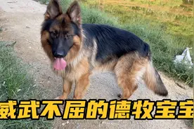救回来的德牧四五天了不怎么吃只喝水，精神特别好两个人都拉不住视频封面