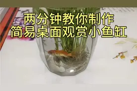 两分钟教你如何制作简易桌面观赏小鱼缸！视频封面
