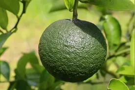 枳壳微寒，快气宽肠，胸中气结，胀满堪尝。视频封面