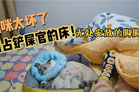 晚上10点，母猫突然往被窝里叼小猫崽，铲屎的：谁的孩子谁看！视频封面