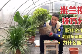 同样都是栽米兰，为什么别人的米兰长势好开花多，换盆也有技巧视频封面