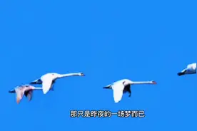 音乐磁场:一场游戏一场梦，那只是昨夜的一场梦而已视频封面