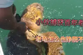 有灵性的百年海龟遇到危险时竟然会这样做视频封面