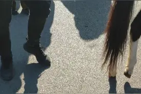 可爱的小马视频封面