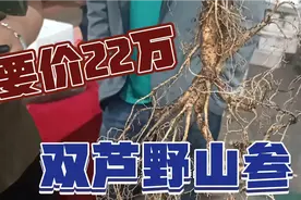 长白山要价22万的双芦野山参你见过么？重2两2出价是10万都不卖！视频封面