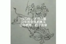 1973年，太行山里公牛与金钱豹搏斗，公牛断角，豹子丧命视频封面
