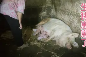 母猪下猪仔仔，它其实也很痛苦只是不像人会说！给猪接生全过程视频封面