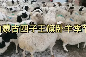 内蒙古四子王旗普通牧民集中上市三百只羊，生态戈壁羊肉发往全国视频封面