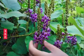 有“千杯不醉野葛花”之称的葛花已经开了，再不采摘就要过季了！视频封面