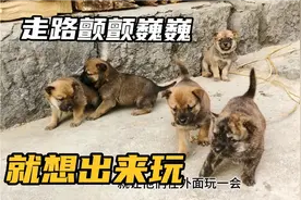 中华田园犬，小奶狗饿了就跑窝边叫唤主人，狼吞虎咽喝得一滴不剩视频封面