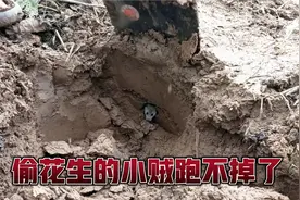 花生地里的老鼠真是守财奴，洞里都能游泳了还不出来视频封面