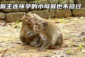 老猴王袭击怀孕的小母猴，小母猴遭到了猛烈的攻击视频封面