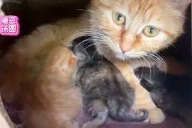 小奶猫饿的嗷嗷叫，流浪猫妈妈赶紧过去一边安抚一边喂奶，好温馨视频封面