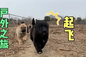 中华田园犬狗崽第一次踏足户外，开心到飞起，萌翻了！视频封面