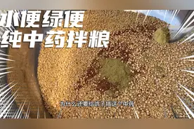 鸽子长期水便绿便，肠道炎导致的臭便不成型，秘制中药粉2天搞定视频封面