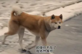 即使你不在了我依然等你，哪怕我的一辈子只有十几年视频封面