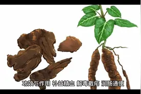 何首乌的功效与作用视频封面