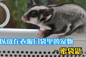 可以放在衣服口袋里的小宠物～蜜袋鼯，可爱又黏人视频封面