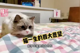 猫咪一生的四大愿望是什么？快来看看你帮你家猫实现了几条？视频封面