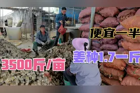 从云南贵州买姜种运回广西种，每斤1.7元，一亩3500斤姜种视频封面