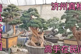 山东60岁农村大爷，20多年自我钻研，所有树都自己整，技术真不赖视频封面
