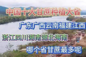 中国十大甘蔗种植大省，为何只有广西甘蔗出名！广西甘蔗好吃吗视频封面