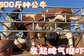 给种公牛上消炎药，五六十头母牛全指望它呢，五花大绑还这么厉害视频封面