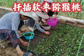 扦插1万6千棵软枣猕猴桃，一片叶子繁育一棵苗，30天爆根技术太牛视频封面