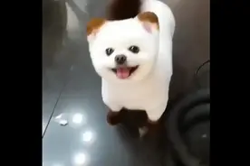 中国最可爱的十大狗狗视频封面