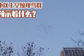 异象？小区上空惊现成群飞鸟，盘旋十几分钟，它们从何而来？视频封面