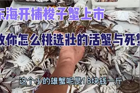 东海开捕梭子蟹上市教你怎么挑选壮的活蟹与死蟹视频封面
