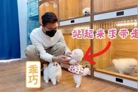 粉丝来选狗狗，网红小俊介为了争宠，激动地站起来求带走，太萌了视频封面