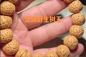 盘锦野生桃核小树王视频封面