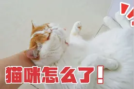 加菲猫突然不吃不喝，趴在地上一动不动，怎么叫都没反应急哭主人视频封面